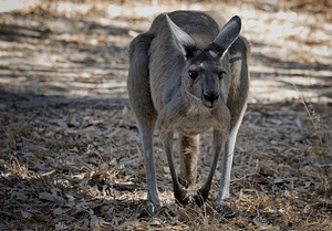 a roaming kangaroo